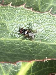 Anthomyia