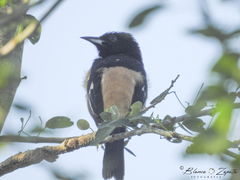 Icterus spurius fuertesi