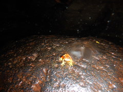 Dendropsophus rhodopeplus