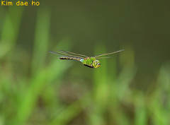 Anax parthenope julius