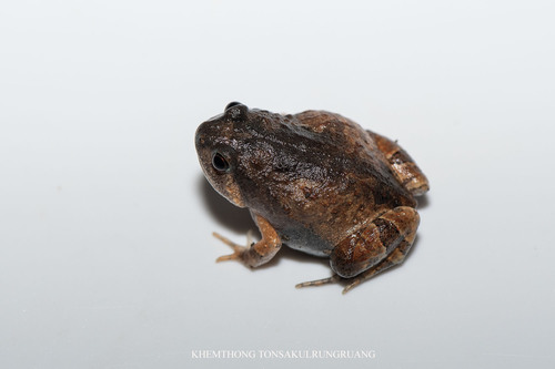 Burmese Squat Frog