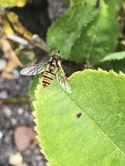 Episyrphus balteatus