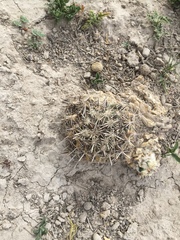 Coryphantha delicata