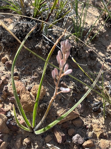 Trachyandra montana
