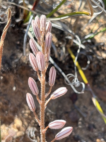 Trachyandra montana