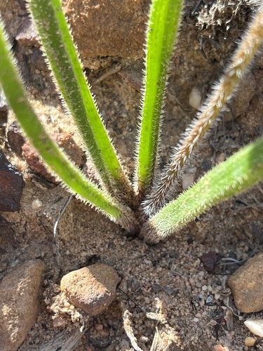 Trachyandra montana