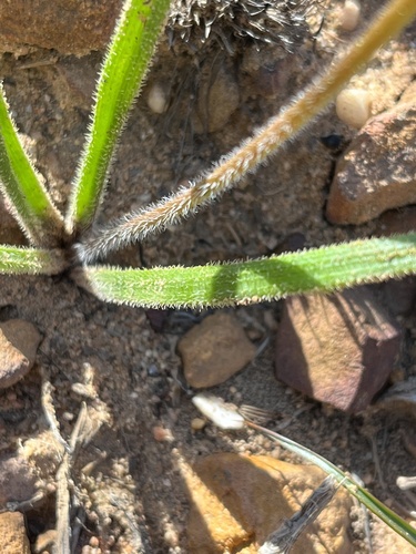 Trachyandra montana