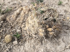 Coryphantha delicata