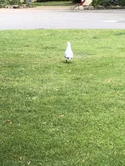 Larus argentatus