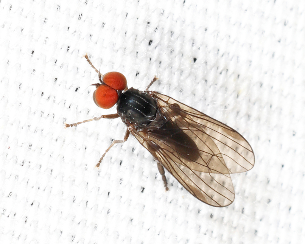 Platypezina diversa