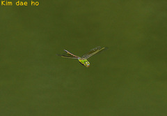 Anax parthenope julius