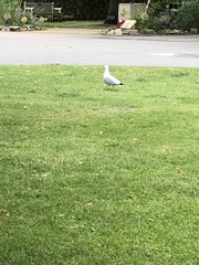 Larus argentatus