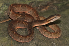 Martinique Lancehead photo 1