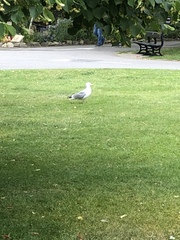 Larus argentatus