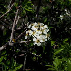 Pyrus syriaca