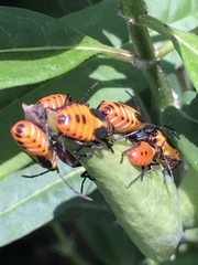 Oncopeltus fasciatus