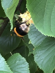 Bombus