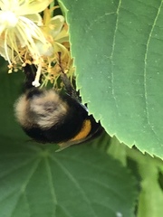 Bombus