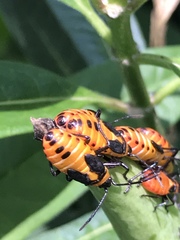 Oncopeltus fasciatus