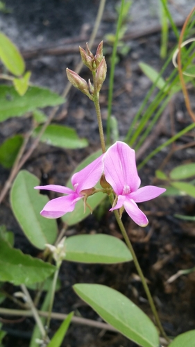 Image of Galactia purshii by (c) Jay Horn, some rights reserved (CC BY)