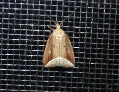 Capis curvata