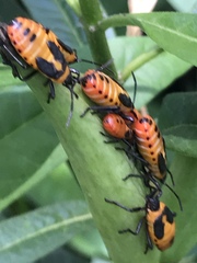 Oncopeltus fasciatus