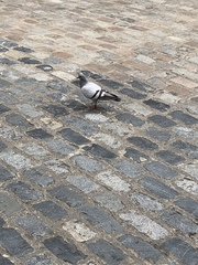 Columba livia domestica