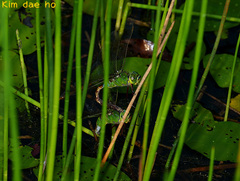 Anax parthenope julius