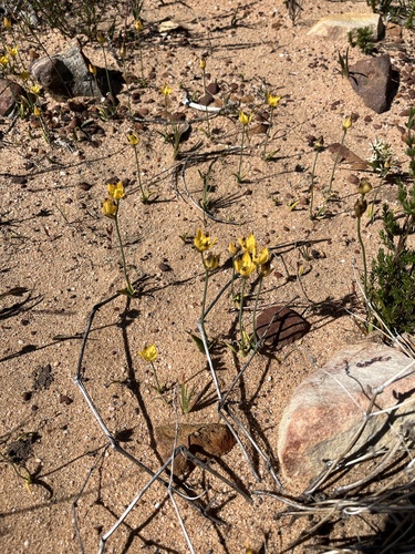 Image of Ornithogalum maculatum by (c) Dave U, some rights reserved (CC BY-SA)