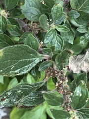 Parietaria judaica