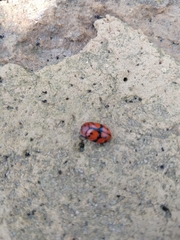 Ogdoecosta biannularis