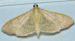 Patania silicalis