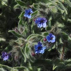 Alkanna strigosa