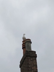 Larus argentatus