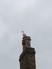 Larus argentatus