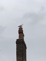 Larus argentatus