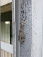Dendroleon obsoletus