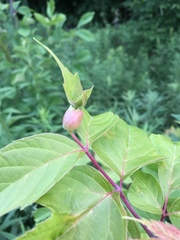 Contarinia negundinis