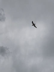 Larus