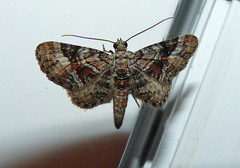 Eupithecia anticaria