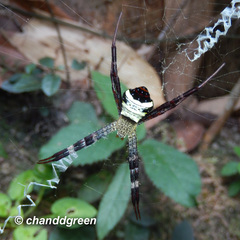 Argiope vietnamensis