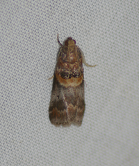 Acrobasis angusella
