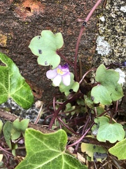 Cymbalaria muralis