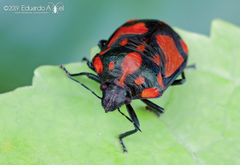 Pachycoris