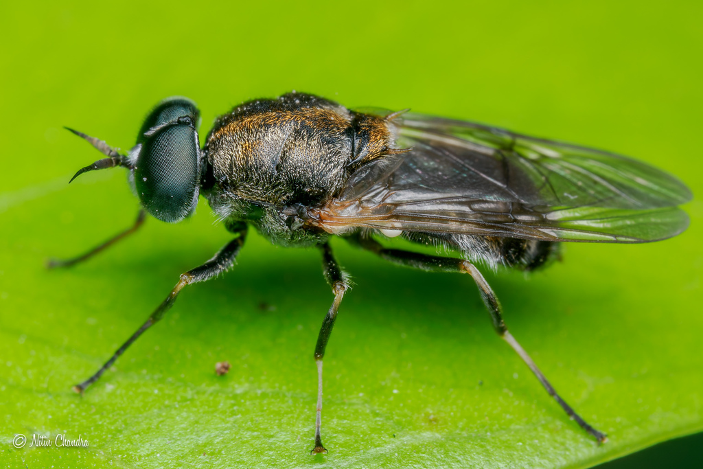 Adoxomyia heminopla