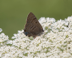 Satyrium caryaevorus