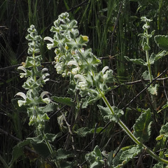 Salvia dominica