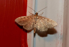 Ostrinia nubilalis