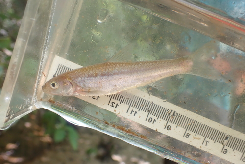 Mississippi silvery minnow (Hybognathus nuchalis) — Cyprinidae — 4