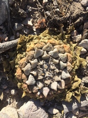 Ariocarpus retusus retusus